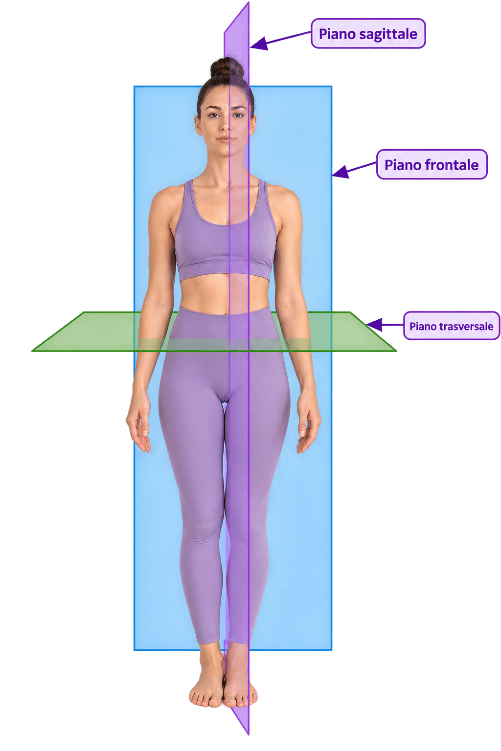Piani anatomici nello yoga: sagittale, frontale e trasversale