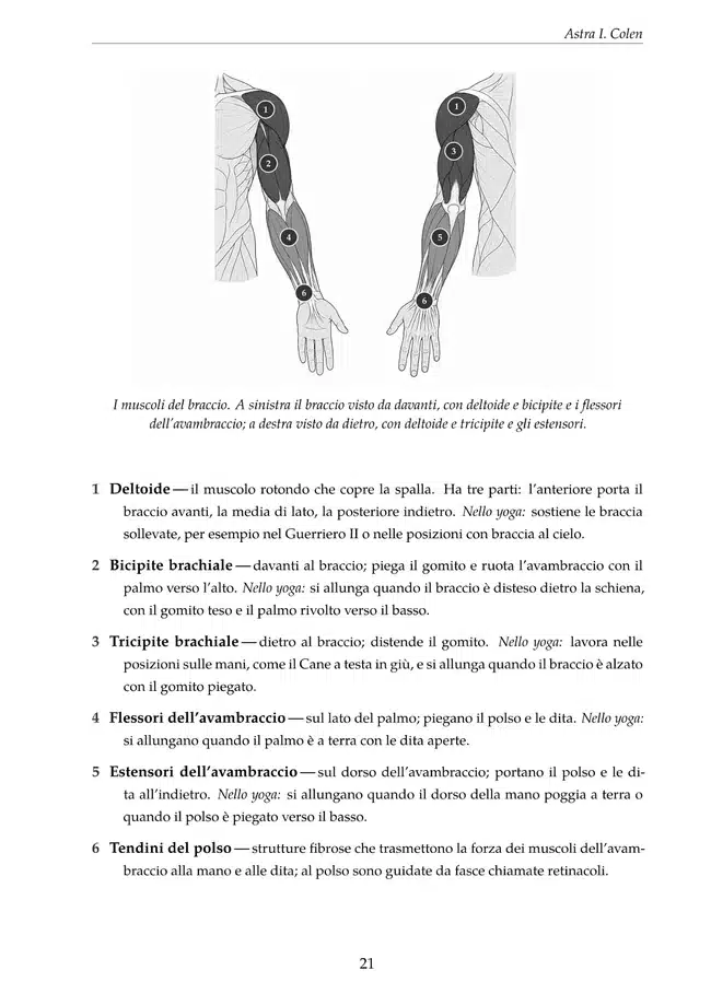 Tavola anatomica dei muscoli del braccio con spiegazioni